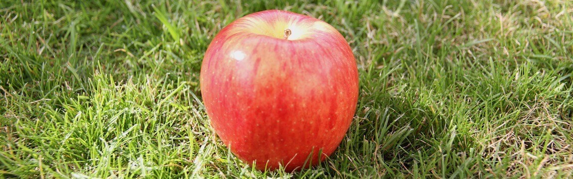 Apfel von Elbe-Obst auf einer Wiese im Alten Land