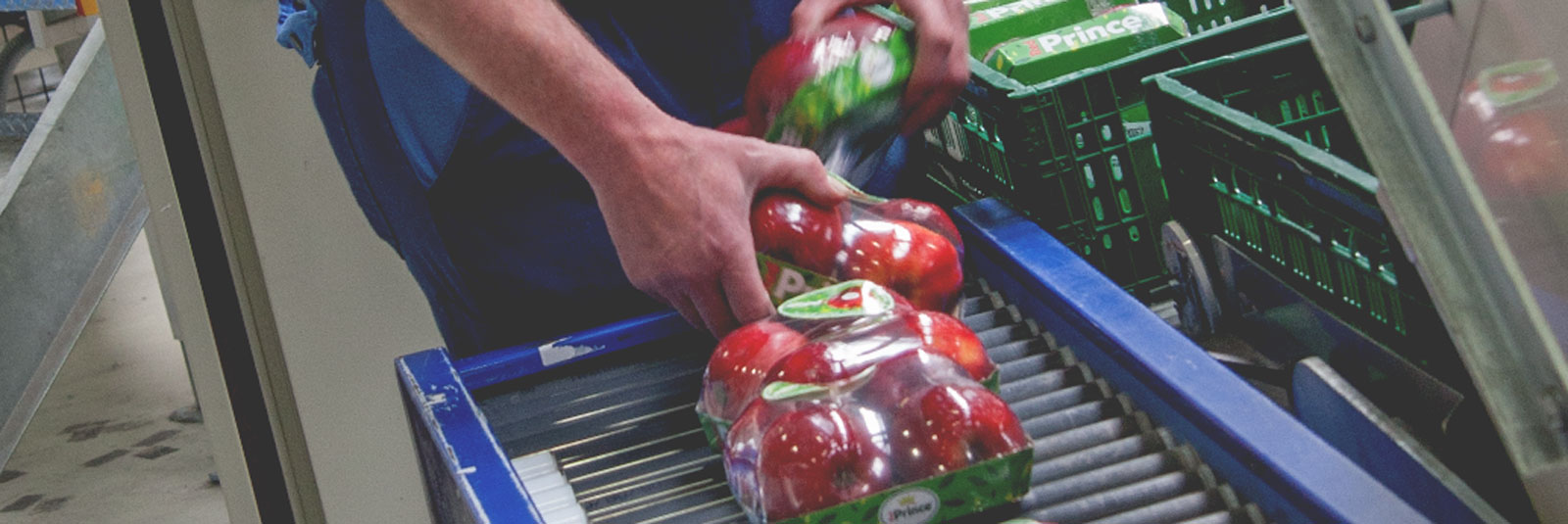 Red Prince Aktionsverpackungen von Elbe-Obst aus dem Alten Land