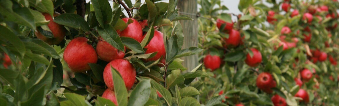 Apfelplantage von Elbe-Obst im Alten Land