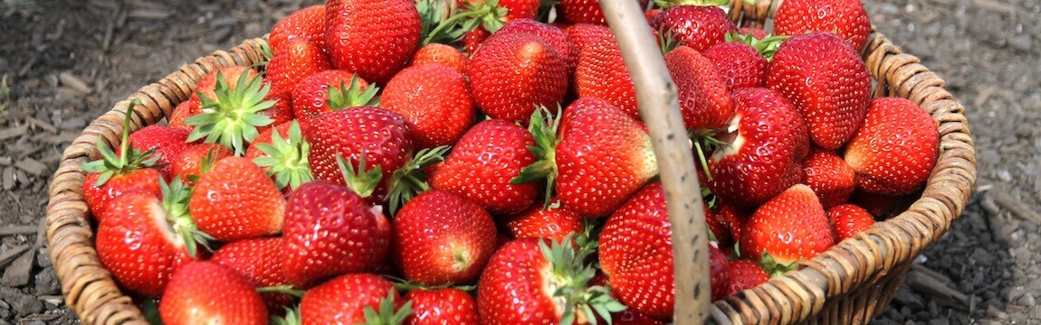 Korb mit Erdbeeren von Elbe-Obst aus dem Alten Land