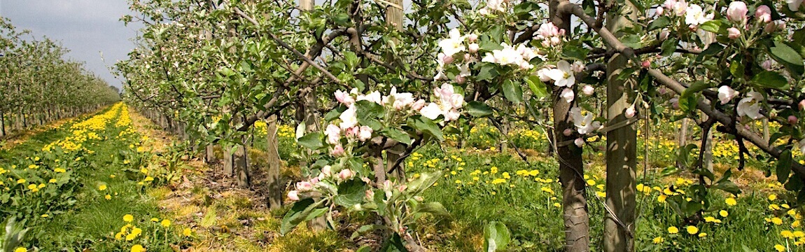 Apfelblüte Plantage von Elbe-Obst im Alten Land