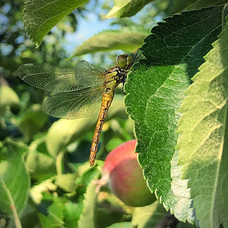 Libelle