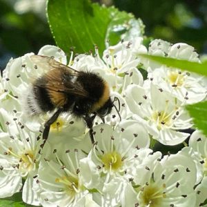 Biene auf Blüte