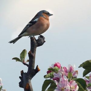 Vogel